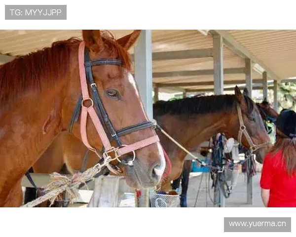 富里睡醒发现自家马场又多了一匹新马，账单还没付清